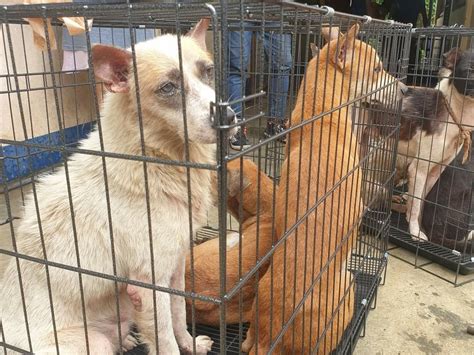 Quezon City Animal Pound .